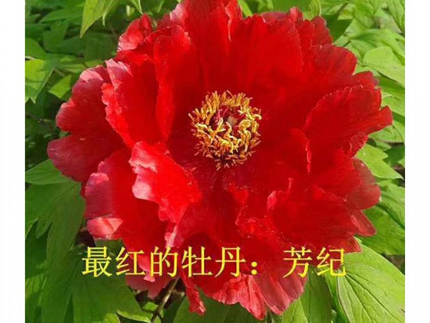 點(diǎn)擊查看詳細(xì)信息<br>標(biāo)題：芳紀(jì) 閱讀次數(shù)：1118