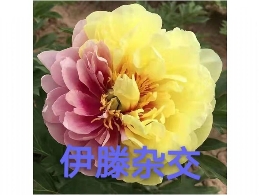 點擊查看詳細信息<br>標題：伊滕雜交 閱讀次數(shù)：450