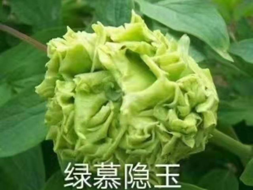 點擊查看詳細信息<br>標題：綠幕隱玉 閱讀次數(shù)：473