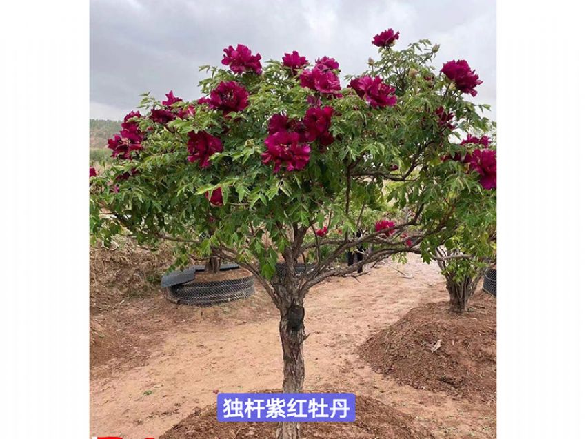 點擊查看詳細信息<br>標題：獨桿紫色牡丹 閱讀次數(shù)：460