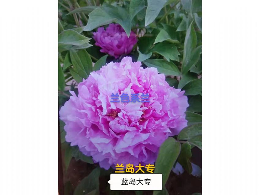 點擊查看詳細信息<br>標(biāo)題：藍島大專 閱讀次數(shù)：676