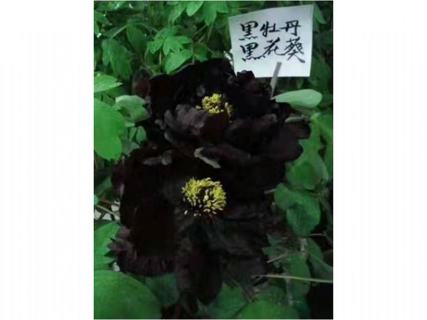 點擊查看詳細信息<br>標題：黑花魁 閱讀次數(shù)：719