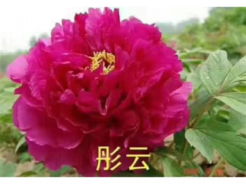 點(diǎn)擊查看詳細(xì)信息<br>標(biāo)題：彤云 閱讀次數(shù)：629