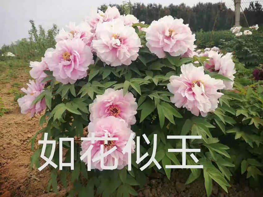 點擊查看詳細信息<br>標題：如花似玉 閱讀次數(shù)：682