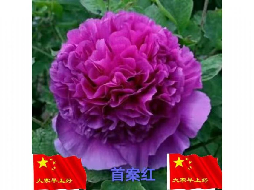 點(diǎn)擊查看詳細(xì)信息<br>標(biāo)題：首案紅 閱讀次數(shù)：587