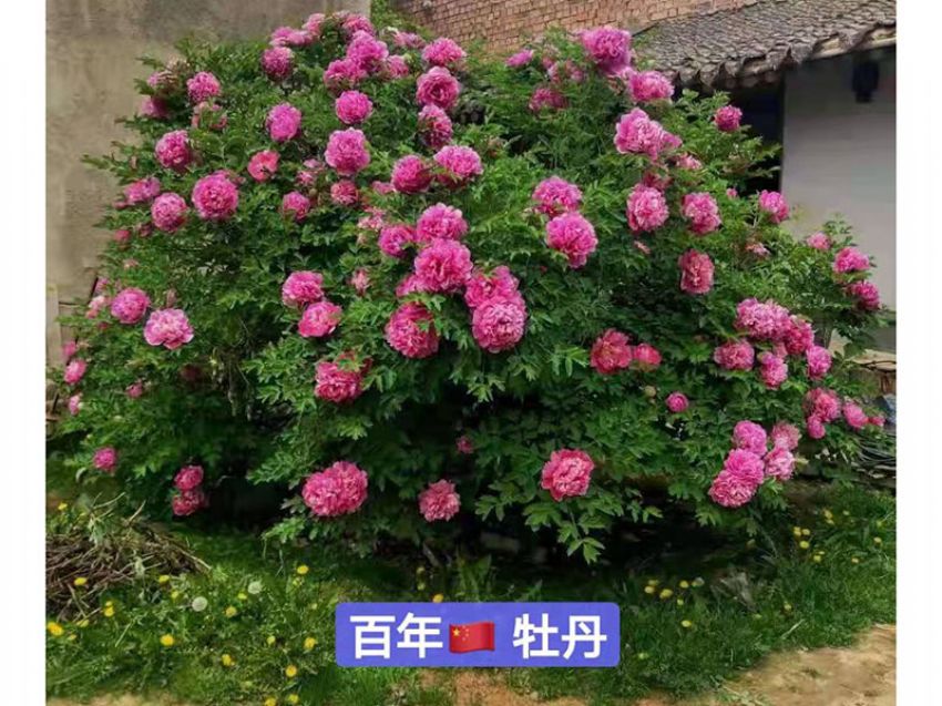 點(diǎn)擊查看詳細(xì)信息<br>標(biāo)題：百年牡丹王 閱讀次數(shù)：765